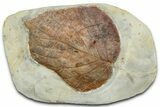 Paleocene Fossil Leaf (Davidia) - Montana #377907-1